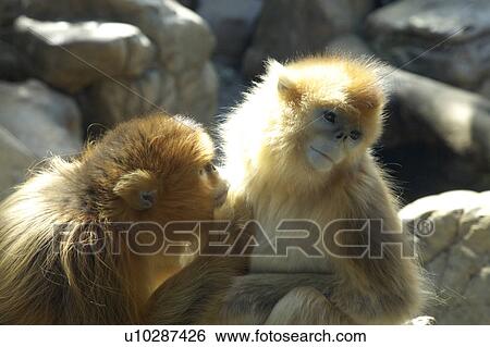 Stock Photograph - Rhinopithecus roxellana. Fotosearch