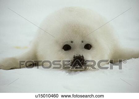 Seal View Large Photo Image Stock Image - Seal. Fotosearch