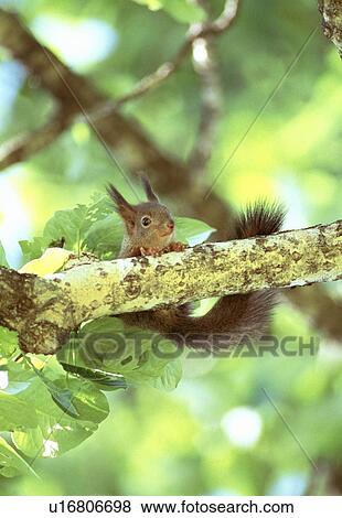 Stock Photo - Squirrel. Fotosearch
