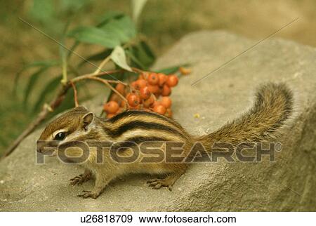 Squirrel View Large Photo Image Stock Photo - Squirrel. Fotosearch