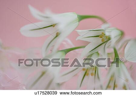 Allium giganteum View Large Photo Image Stock Photo - Allium giganteum. Fotosearch