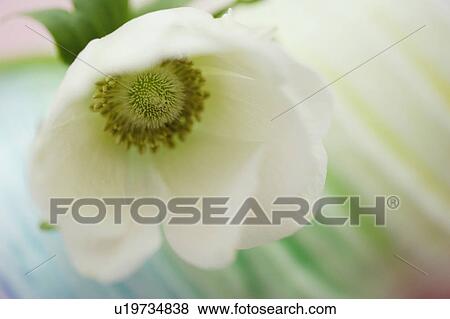 Stock Photo - Anemone. Fotosearch