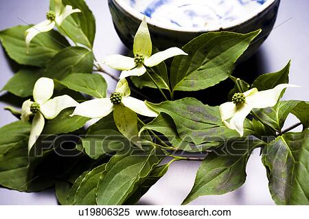 Stock Photography - Benthamidia japonica. Fotosearch