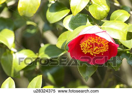 Stock Photography - Camellia. Fotosearch