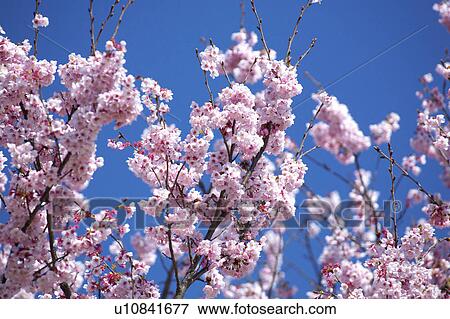 Stock Photo - Cherry blossoms. Fotosearch