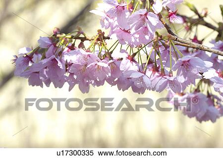 Stock Photography - Cherry blossoms. Fotosearch