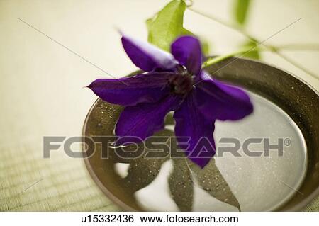Clematis florida View Large Photo Image Stock Photograph - Clematis florida. Fotosearch