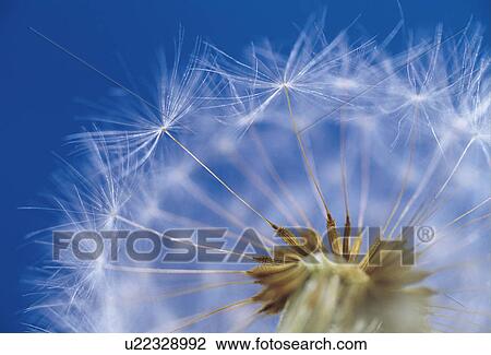 Stock Image - Dandelion. Fotosearch