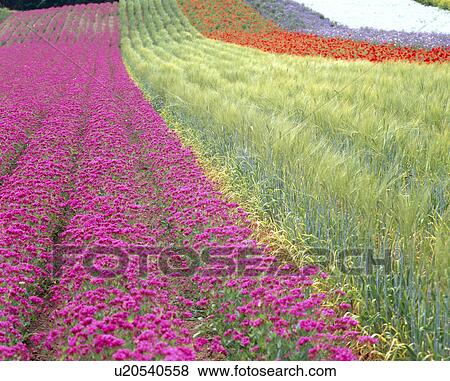 Stock Photo - Flower field. Fotosearch