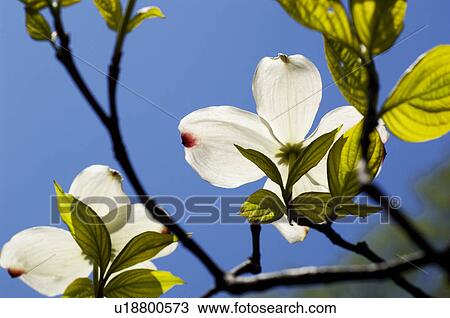 Stock Image - Flowering Dogwood. Fotosearch