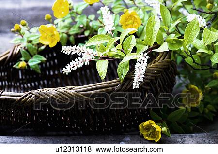 Hype tulum and Itea virginica View Large Photo Image Stock Photo - Hype tulum and Itea virginica. Fotosearch