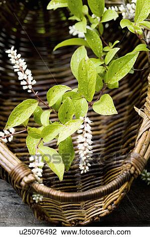 Itea virginica View Large Photo Image Stock Image - Itea virginica. Fotosearch
