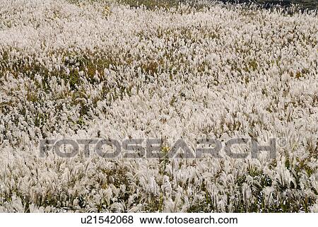 Stock Photo - Japanese pampas grass. Fotosearch
