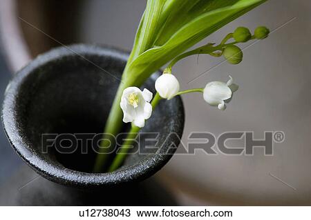 Stock Image - Lily of the valley. Fotosearch