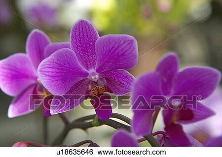 Stock Photograph - Moth orchid. Fotosearch