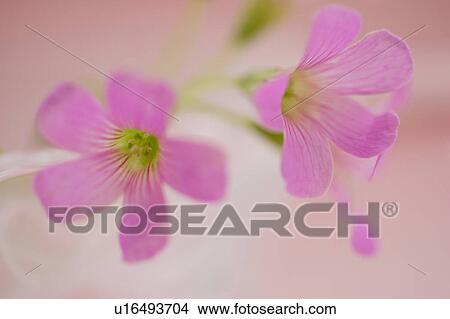 Picture - Oxalis. Fotosearch