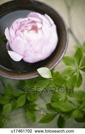 Stock Image - Peony. Fotosearch