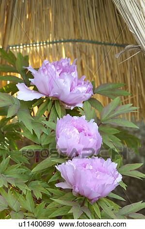 Stock Photo - Peony. Fotosearch