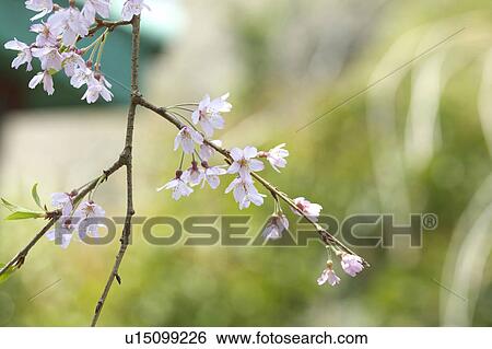 Stock Photograph - Prunus spachiana. Fotosearch