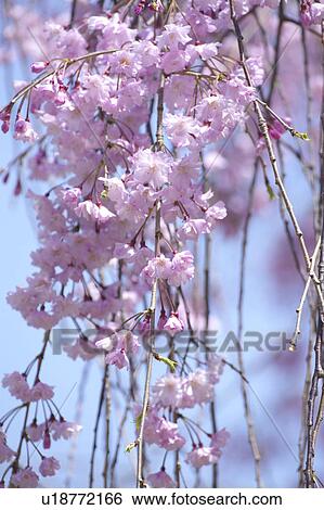 Prunus spachiana View Large Photo Image Stock Photograph - Prunus spachiana. Fotosearch