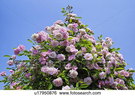 Stock Photograph - Rose. Fotosearch