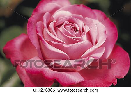 Rose View Large Photo Image Stock Photography - Rose. Fotosearch