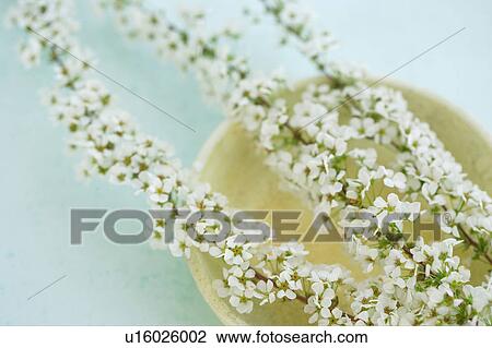 Spiraea thunbergii View Large Photo Image Stock Image - Spiraea thunbergii. Fotosearch
