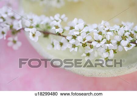 Stock Image - Spiraea thunbergii. Fotosearch