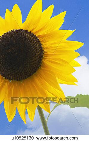 Stock Image - Sunflower. Fotosearch