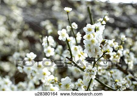 Picture - Ume. Fotosearch