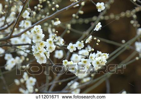 Ume View Large Photo Image Stock Image - Ume. Fotosearch