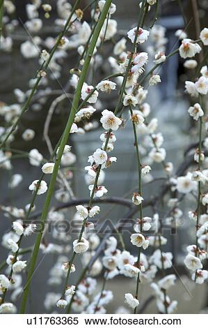 Stock Photography - Ume. Fotosearch