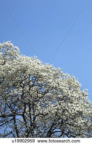 White magnolia View Large Photo Image Stock Photo - White magnolia. Fotosearch