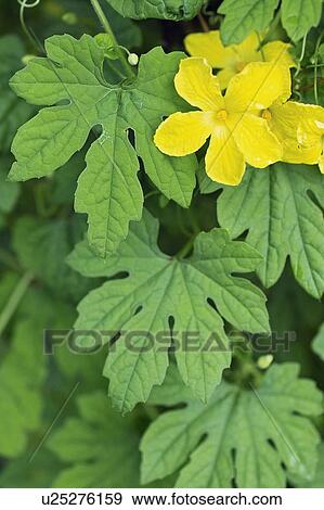 Stock Photo - Bitter melon. Fotosearch