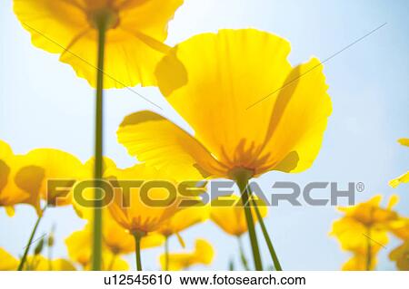 Stock Image - California poppy. Fotosearch