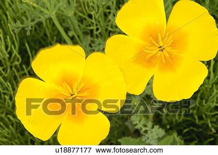 Stock Photo - California poppy. Fotosearch