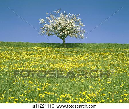 Cherry blossoms View Large Photo Image Stock Photograph - Cherry blossoms. Fotosearch