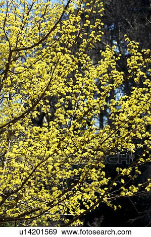 Stock Photo - Cornus officinalis. Fotosearch