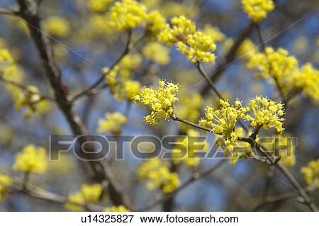 Stock Photo - Cornus officinalis. Fotosearch
