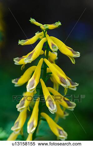 Corydalis heterocarpa var. japonica View Large Photo Image Stock Photography - Corydalis heterocarpa var. japonica. Fotosearch
