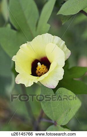 Stock Photograph - Cotton. Fotosearch