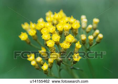 Curry Plant View Large Photo Image Stock Image - Curry Plant. Fotosearch