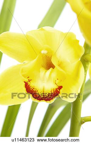 Stock Image - Cymbidium. Fotosearch
