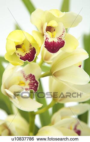 Cymbidium View Large Photo Image Stock Photograph - Cymbidium. Fotosearch