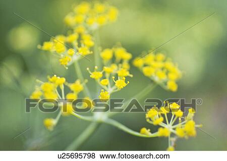 Fennel View Large Photo Image Stock Photo - Fennel. Fotosearch