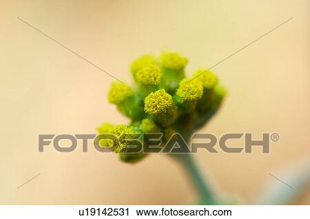 Gnaphalium affine View Large Photo Image Stock Image - Gnaphalium affine. Fotosearch