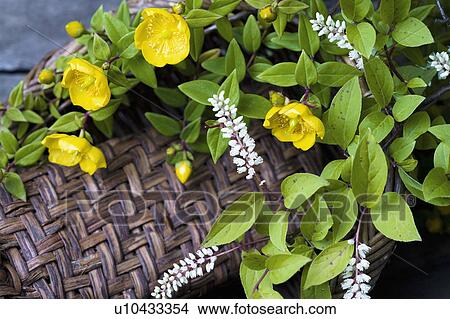 Picture - Hype tulum and Itea virginica. Fotosearch
