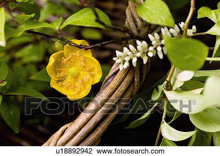 Hype tulum and Itea virginica View Large Photo Image Stock Image - Hype tulum and Itea virginica. Fotosearch