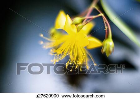 Hypericum chinense View Large Photo Image Stock Image - Hypericum chinense. Fotosearch