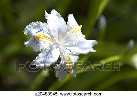 Iris japonica View Large Photo Image Stock Photography - Iris japonica. Fotosearch